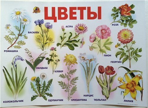 Плакат Цветы