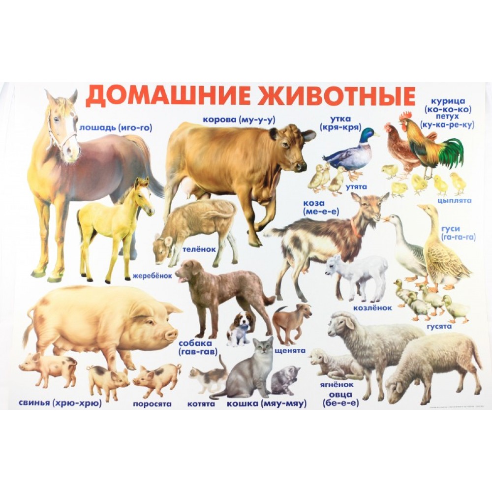 Плакат Домашние животные-1