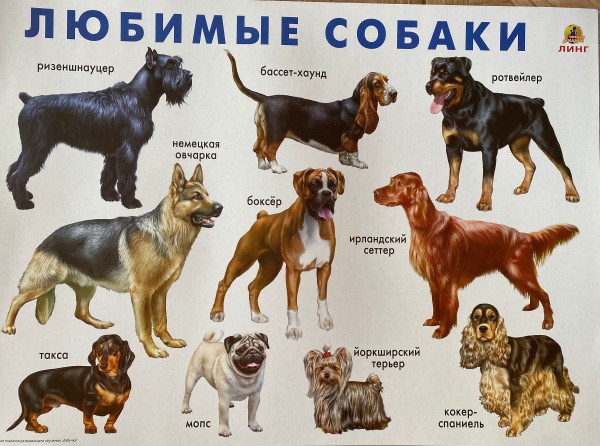 Плакат Любимые собаки