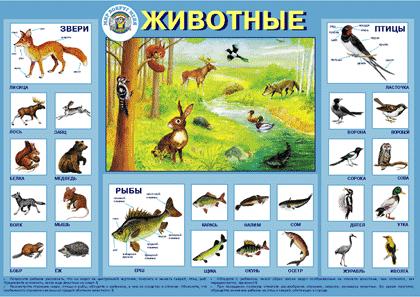 Плакат Животные