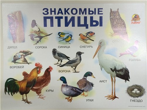 Плакат Знакомые птицы
