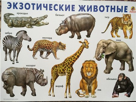 Плакат Экзотические животные