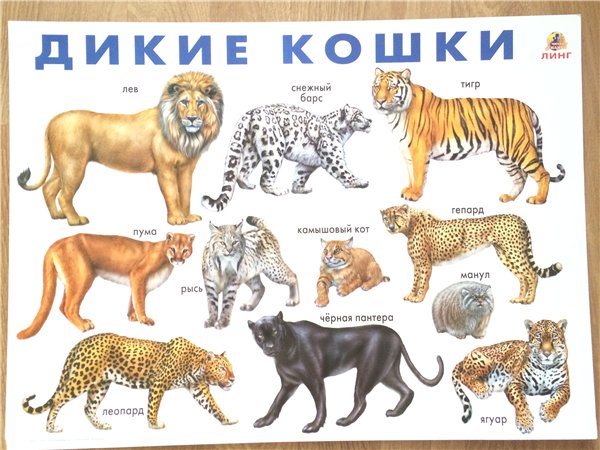 Плакат Дикие кошки