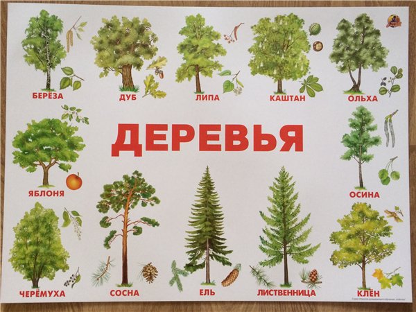 Плакат Деревья