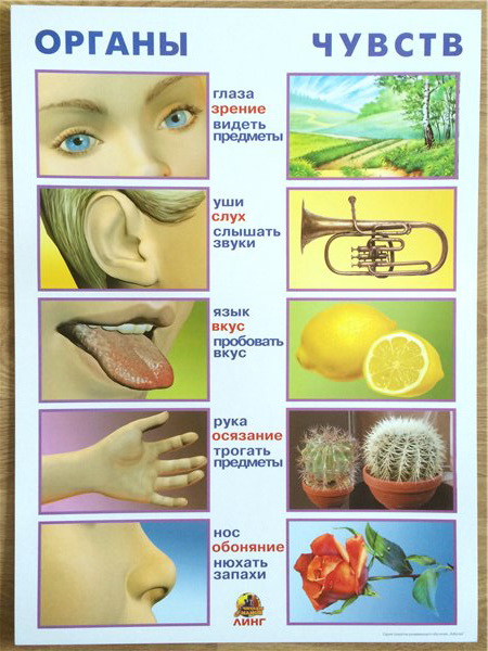 Плакат Органы чувств