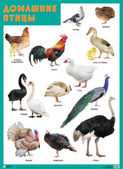 Плакат Домашние птицы