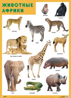 Плакат Животные Африки