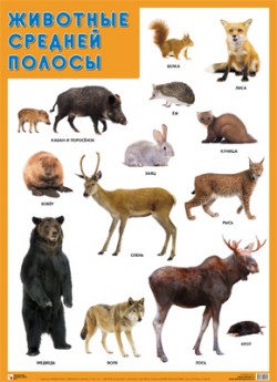 Плакат Животные средней полосы